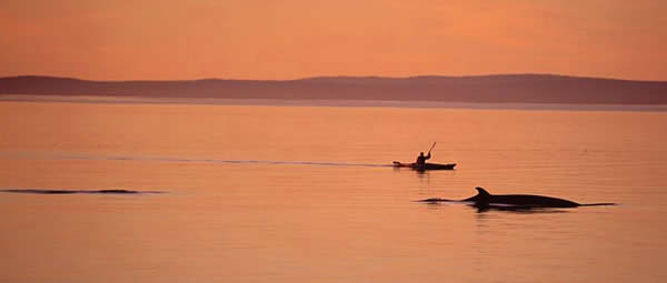 Kayak and Whale