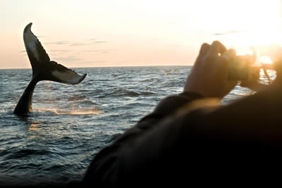 Whale watching on brier isl